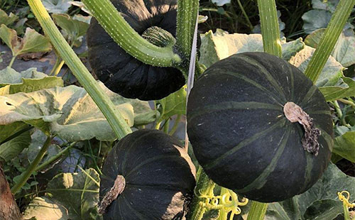 南瓜天牛该怎么防治？具体措施有哪些？