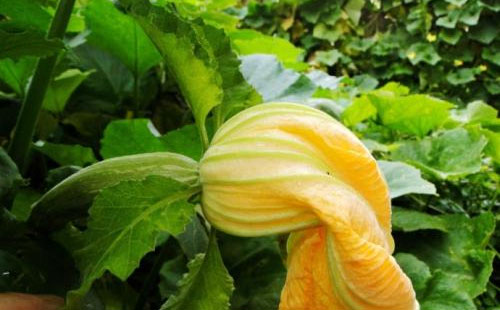 南瓜夜蛾有哪些为害症状？农户们该怎么防治？