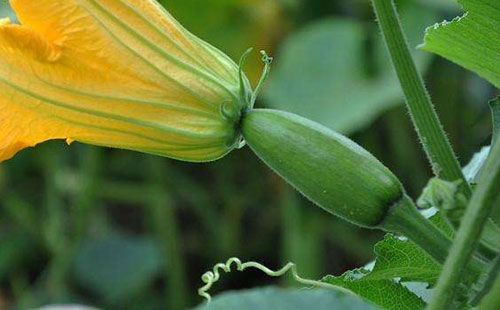 南瓜夜蛾有哪些为害症状？农户们该怎么防治？