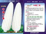 申糯一号——甜糯玉米