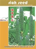 瑞青黄瓜——黄瓜