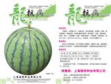 意大利耐抽苔生菜——其他