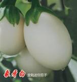 象牙白茄子——盆景蔬菜