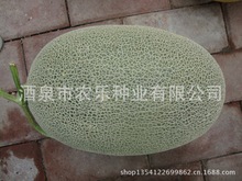网纹哈密瓜种子 早熟抗病强 糖度高耐运输 天龙蜜17号甜瓜种子20g