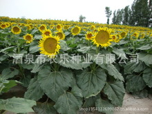 油葵种子系列 美国矮大头NL667 早熟 高产 高油 抗病