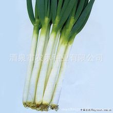 供应葱种子 蔬菜种子 高大粗壮 抗倒伏 铁杆大葱种子 50g