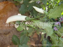供应白皮茄子种子 抗病 产量高