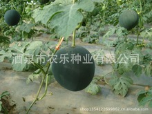 供应国外特种西瓜种子 黑豹 瓜圆 高产 抗病 耐运输 商品性好