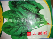 供应早熟圆叶菠菜种子 高产 抗病 耐运输 高营养 蔬菜种子