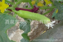 供应特种水果型黄瓜种子 小白龙 早熟 抗病 好看 好吃 产量高