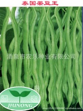 供应新选泰国架豆王种子 条长无筋 高产 抗病 耐运输200g