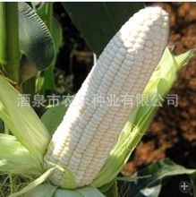 特种甜、糯玉米种子，白雪公主， 高产 棒大 抗病 加工 食用专用
