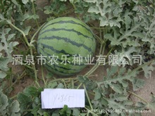 供应抗裂西瓜京欣王种子 大果耐运 园花皮 脆嫩甜