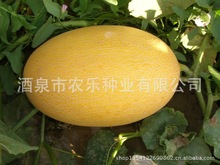 供应瓜类种子 早蜜甜瓜种子 高产 抗病 耐运输