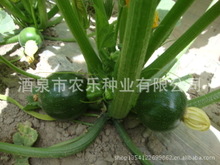 供应高档西葫芦种子 黑珍珠 高产 抗病