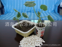 供应砧木南瓜种子 酒农砧一号