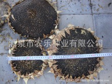 食葵种子先瑞系列217号 8616号 9号 601号 TS905号.363号.361号