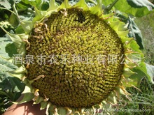 供应食葵种子新葵6号(8689) 7号 (8789)高产 杆矮 抗倒伏