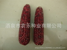 常年供应极早熟彩色糯玉米种子