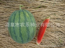 供应特种西瓜种子 酒农灰太狼 红肉 高产 抗病 口感好 耐运输