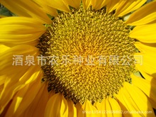 油葵系列 新葵杂五号 康地五号 美国矮大头