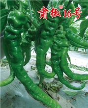 肃椒16号