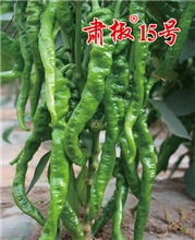 肃椒15号