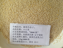 深黄色谷子