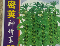 密荚神州王