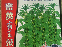 密荚霸王鞭