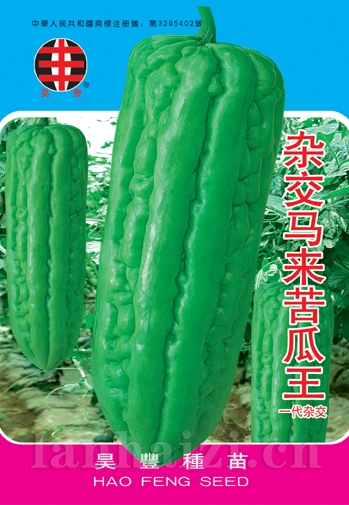 杂交马来苦瓜王