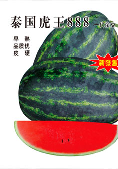 泰国虎王888