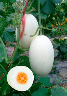 东方蜜脆