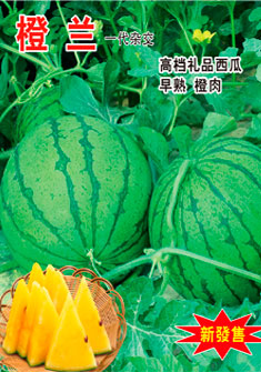 橙兰