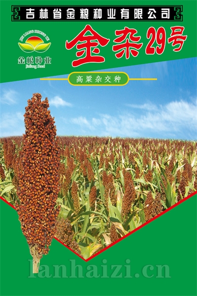 金杂29号