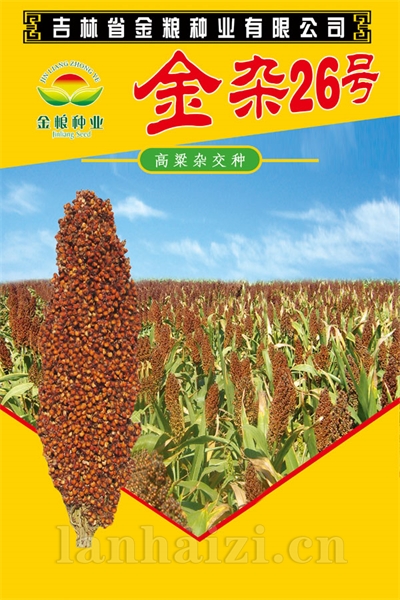 金杂26号