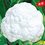 珍宝