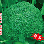 耐寒美秀