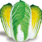金金娃娃菜