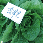 金帝皇