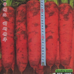 新优极美红参
