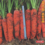 特优新秀大根