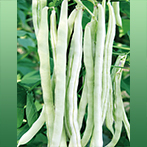 超美早冠架豆