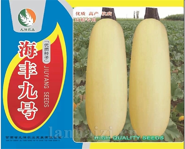 海丰九号