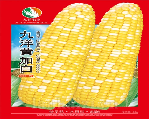 玉米