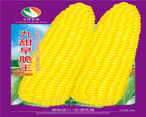 玉米