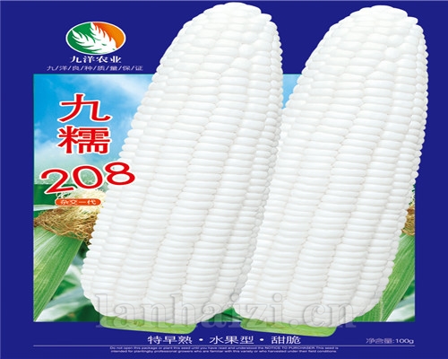玉米
