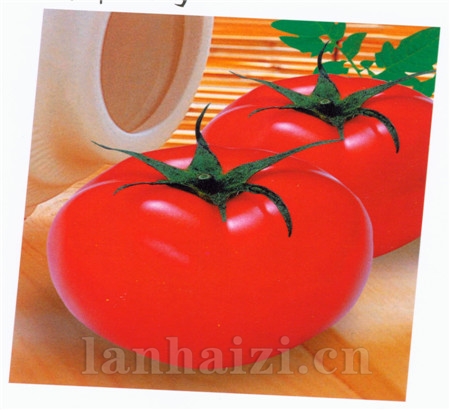 番茄