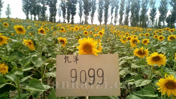 食葵JY9099