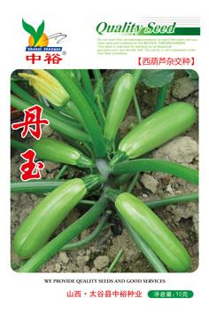 丹玉——西葫芦类